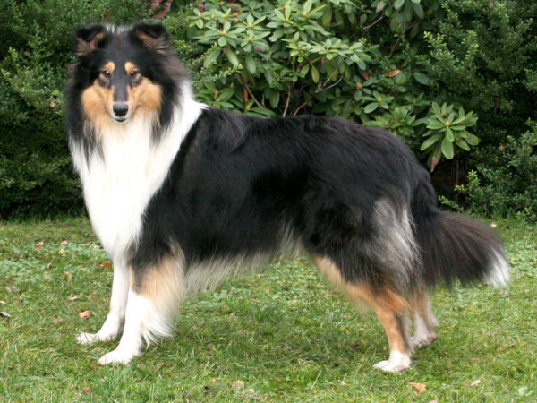 Cleo vom B�renhepen