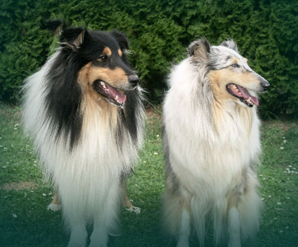 Cyrill vom Orankegarten & Avalon of unforgotten Gipsy