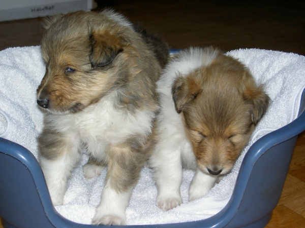 Welpen aus Xandy und Haggis