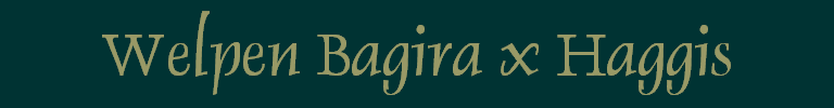 Welpen Bagira x Haggis