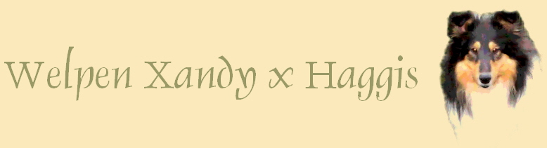 Welpen Xandy x Haggis