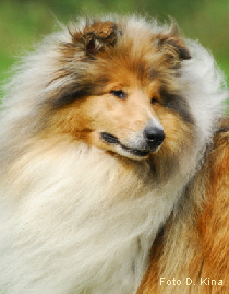 Caledonian Xcellent Xandy