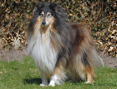 Bagira