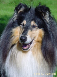 Caledonian Haggis Hunter