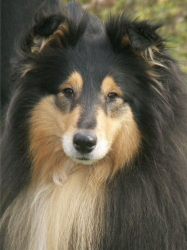 Bagira