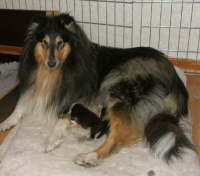 Bagira mit Welpen