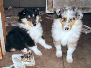 Elliot und Elton, 16.01.2007