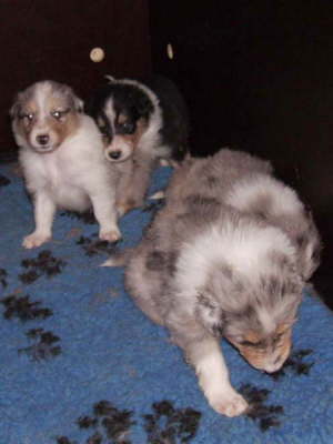 Elroy, Eika und Esra