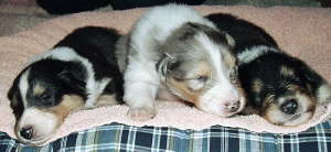 Elroy, Enzo, Elliot