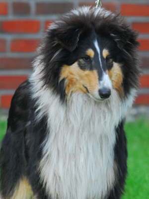 Elroy
