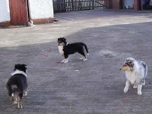 Elvis, Elroy und Elton, 24.01.2007