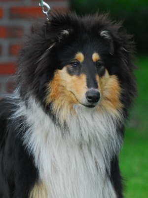 Elvis
