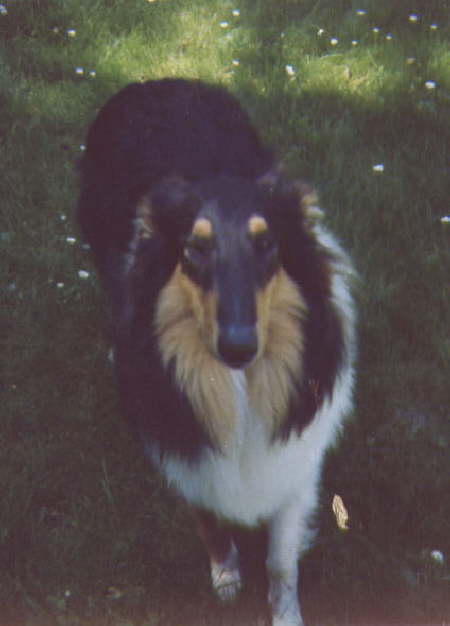 Unsere 1. Collieh�ndin �Caroline�