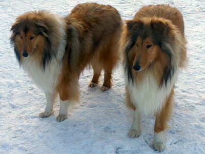 Gesa und Gizmo, Anfang 2010