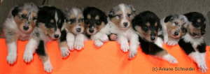von links Elli, Elroj, Enso,Elliot, Eika, Elvis, Esra, Enjoy-Sheena