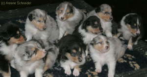Elli, Elroj, Enso,Elliot, Eika, Elvis, Esra, Enjoy-Sheena und Elton
