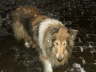 Xyntia