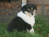 Cleo