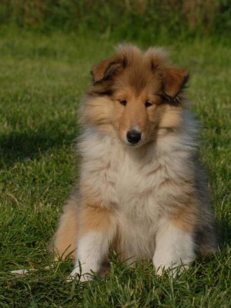 Gipsy