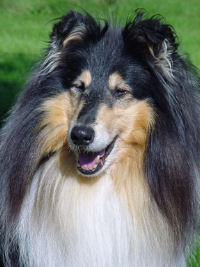 Caledonian Haggis Hunter